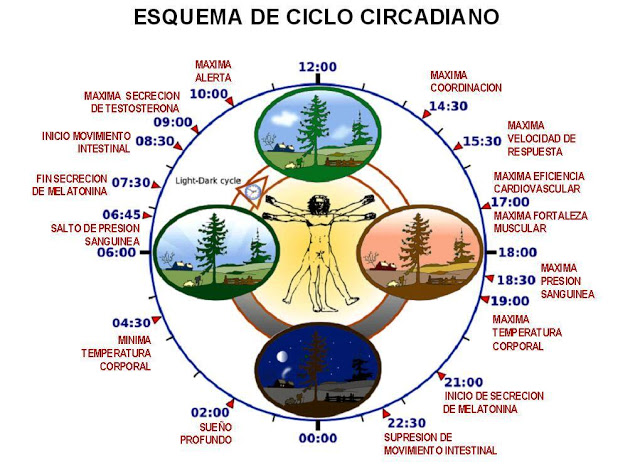 ciclo_circadiano