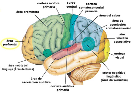 Las regiones funcionales del hemisferio izquierdo del cerebro. El área prefrontal esta localizada en el frente de la corteza cerebral (Essentials of Anatomy & Physiology [Anatomía y Fisiología Escencial], Seeley y otros, p 210.)
