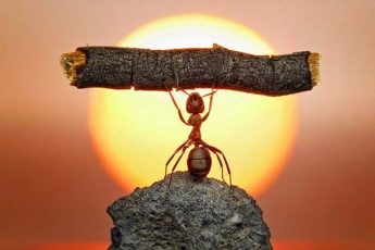 La fuerza de voluntad como herramienta
