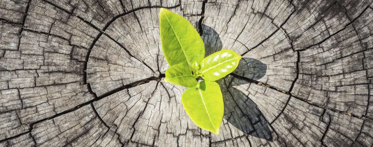 Un Hadith sobre la formación del ser humano, su vida y el decreto