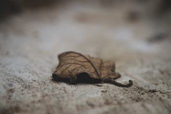 Argumentos sobre la Próxima Vida: La muerte es ineludible (1)