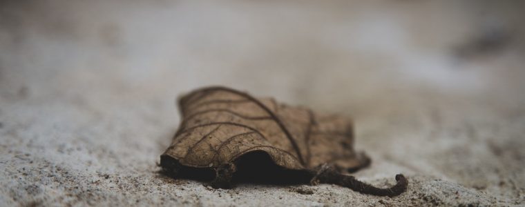 Argumentos sobre la Próxima Vida: La muerte es ineludible (1)